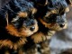 Je donne chiot York disponible 