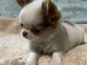 Je donne chiot chihuahua femelle 