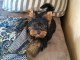 Je donne chiot York toy m&acirc;le 