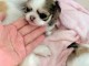 Je donne chiot chihuahua m&acirc;le 