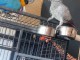 Perroquet gris du Gabon disponible 