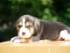 Je donne chiot beagle disponible 