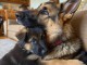 Je donne chiot berger allemand 