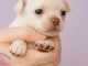 Je donne chiot chihuahua disponible 