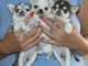 Je donne chiot chihuahua disponible 