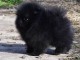 Chiots spitz noir pour adoption 