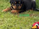 Je donne chiot ROTTWEILER disponible 