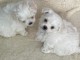 chiot bichon maltais m&acirc;le a donner 