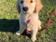 Chiots golden retriever m&acirc;le a donner 