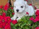 Chiots bichon maltais a donner 