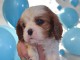 B&eacute;b&eacute; chiot cavalier king charle femelle a donner 