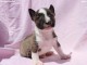 Mini Bull Terrier chiots &agrave; vendre