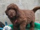 b&eacute;b&eacute; chiot Terre neuve a donner 
