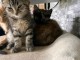 chaton a donner contre bon soin 