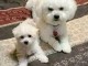 Chiots bichon fris&eacute; a donner 