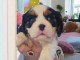chiots cavalier king charle femelle a donner 