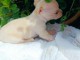 chiots chihuahua disponible pour adoption 