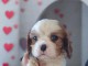 je donne chiot cavalier king charle femelle 