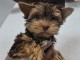 je donne chiot Yorkshire femelle 