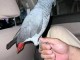 couple perroquet gris du Gabon disponible 