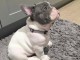 chiots bouledogue fran&ccedil;ais femelle a donner 