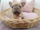 je donne chiot bouledogue fran&ccedil;ais 