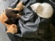chaton roux disponible 