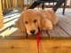 chiots golden retriever m&acirc;le a donner 