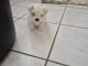 chiots bichon maltais disponible pour adoption 