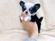chiots chihuahua disponible pour adoption 