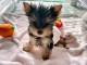 Je donne chiot Yorkshire 