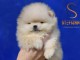 B&eacute;b&eacute;s oursons Pomeranian BOO, Chiots Spitz Nain