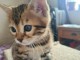 Adoption chatons Bengal disponible 
