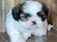 B&eacute;b&eacute; chiot Shih Tzu a donner 