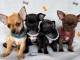 Chiots chihuahua &agrave; donner 