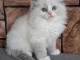 Adoption chatons disponible 