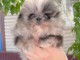B&eacute;b&eacute; chiot spitz nain Pom&eacute;ranie femelle 