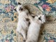 Chaton siamois LOOF a donn&eacute; 