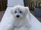 chiots bichon maltais &agrave; vendre 