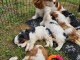 chiots cavalier king charle &agrave; vendre 