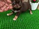 Chiot chihuahua &agrave; vendre disponible m&acirc;le 
