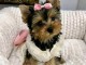 Chiots Yorkshire terrier &agrave; adopter 