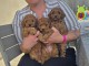 chiots caniche disponible pour adoption 