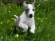 Je donne chiot whippet disponible 