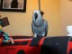 Perroquet gris du Gabon a vendre 