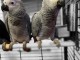 Je donne perroquet gris du Gabon disponible 