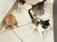 Chaton a donner contre bon soin 