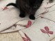 Adoption chatons noir 