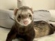 Furet disponible &agrave; donner 
