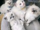 Chaton ragdoll disponible pour adoption 